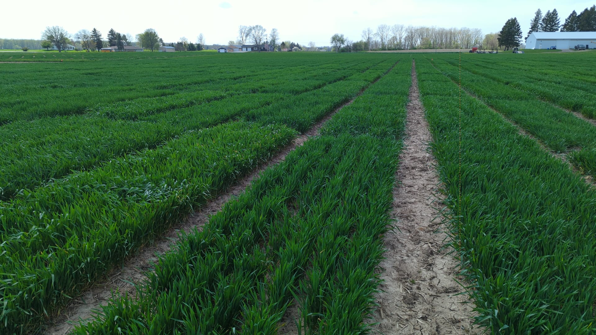 A wheat field in April.